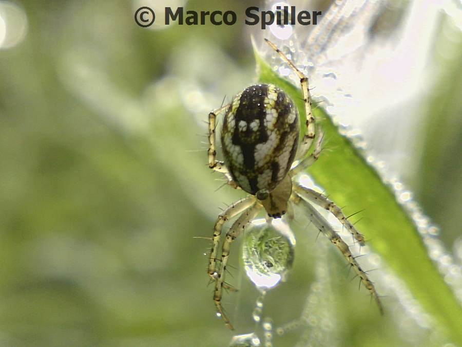 Mangora acalypha - Milano (MI)